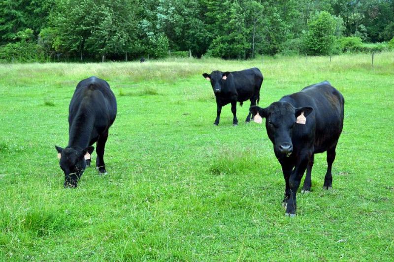 BIO farma & penzión