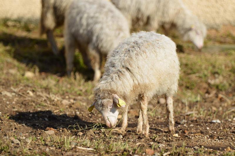 BIO farma & penzión