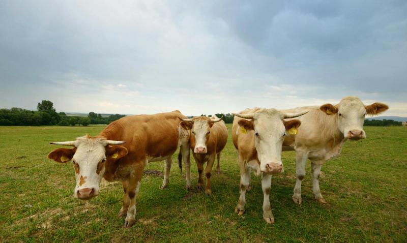 BIO farma & penzión